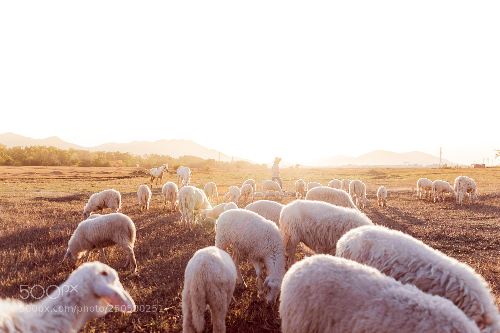 Sony ILCA-77M2 sample photo. Flock sheep misty field photography
