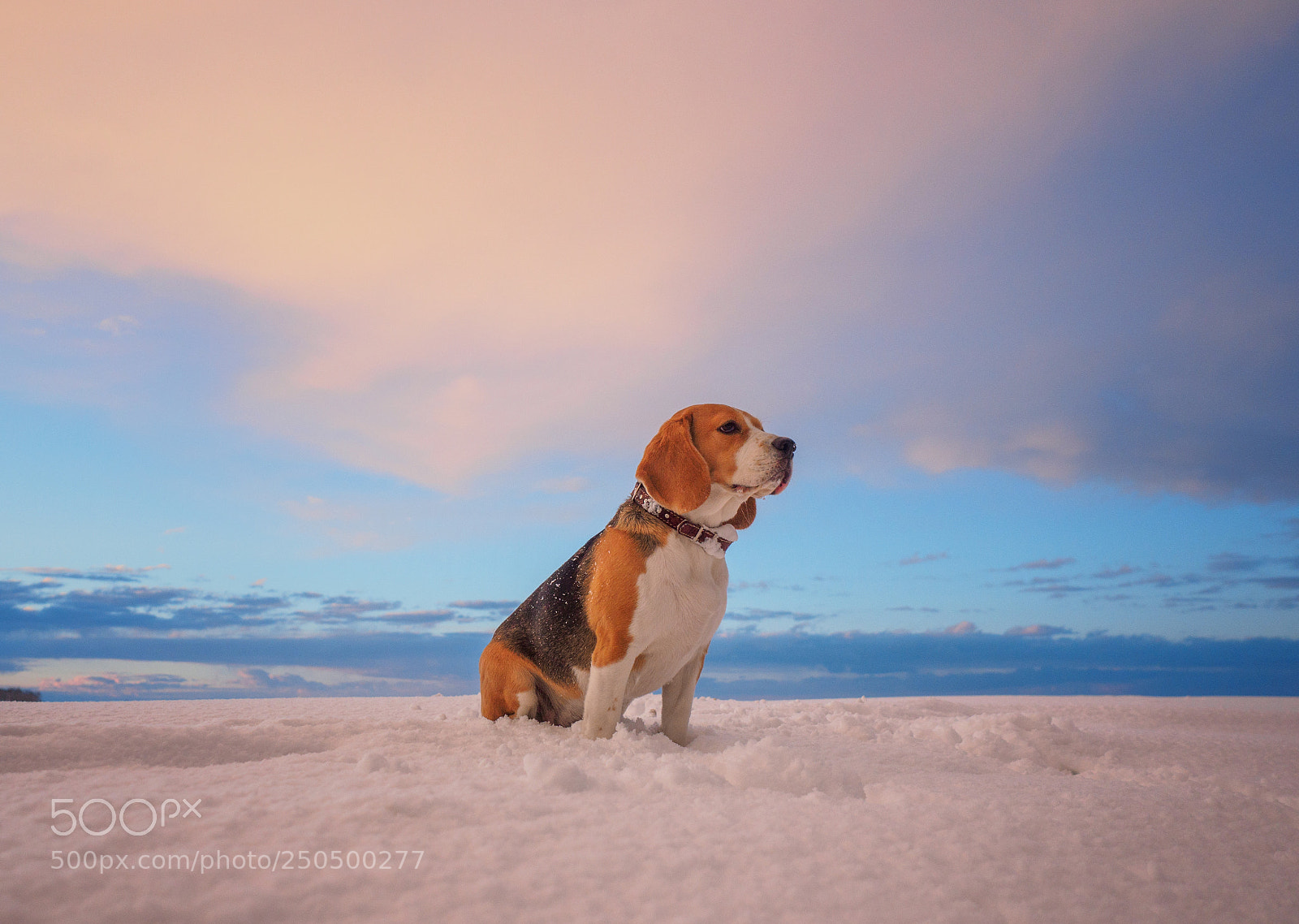 Olympus PEN-F sample photo. Beagle dog on a photography