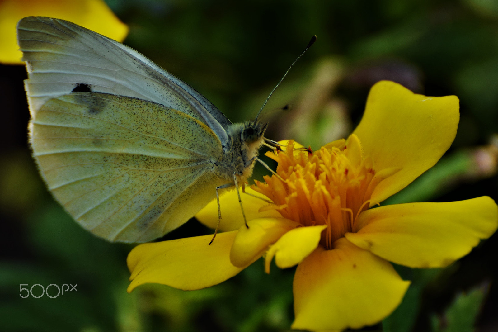 Nikon D5300 sample photo. My yellow side. photography