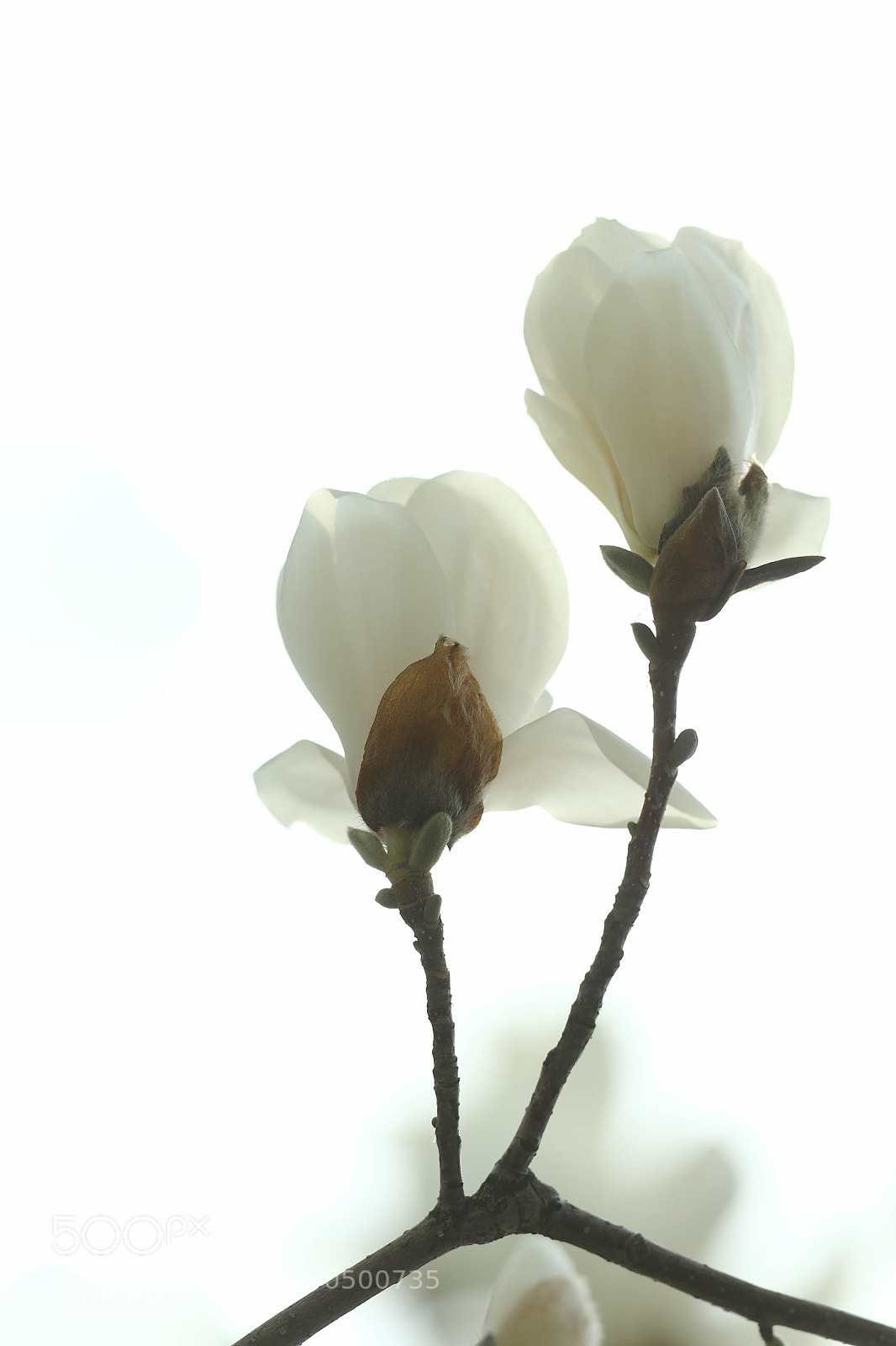 Canon EOS-1D X sample photo. Korea photography