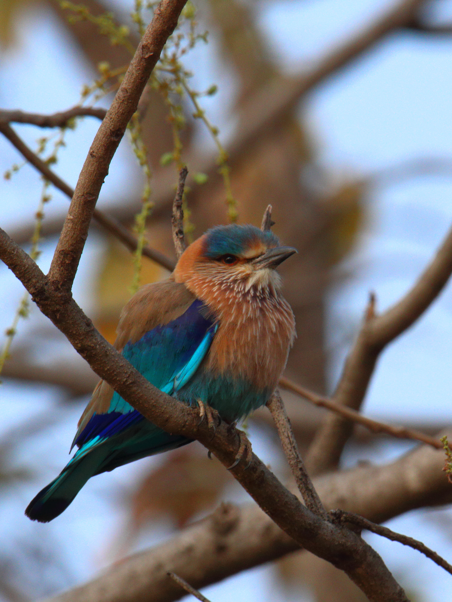 Canon EOS 70D sample photo. Indian roller photography
