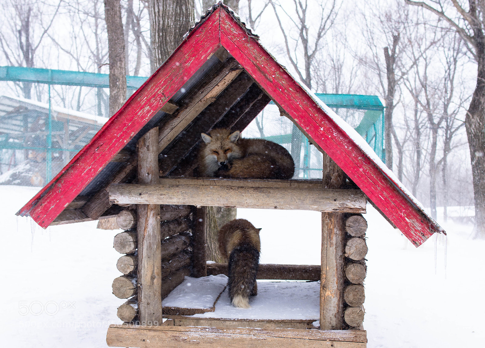 Nikon D600 sample photo. Hiding in the shelter photography