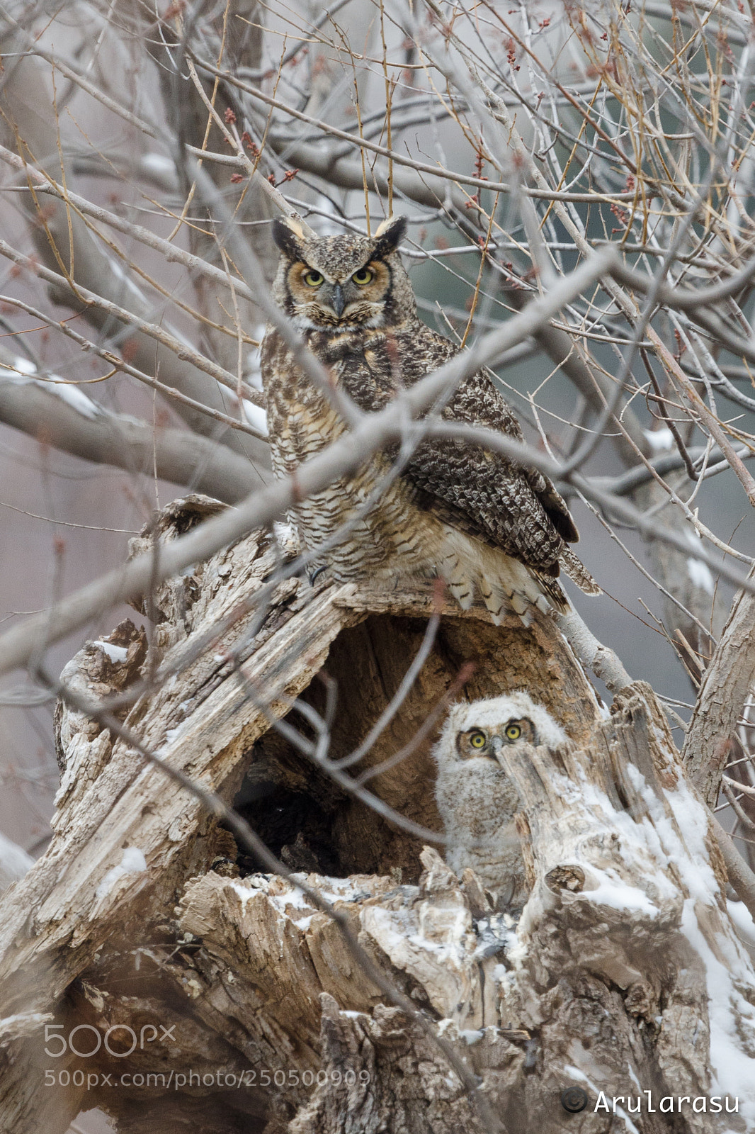 Nikon D7000 sample photo. Great horned owl guarding photography