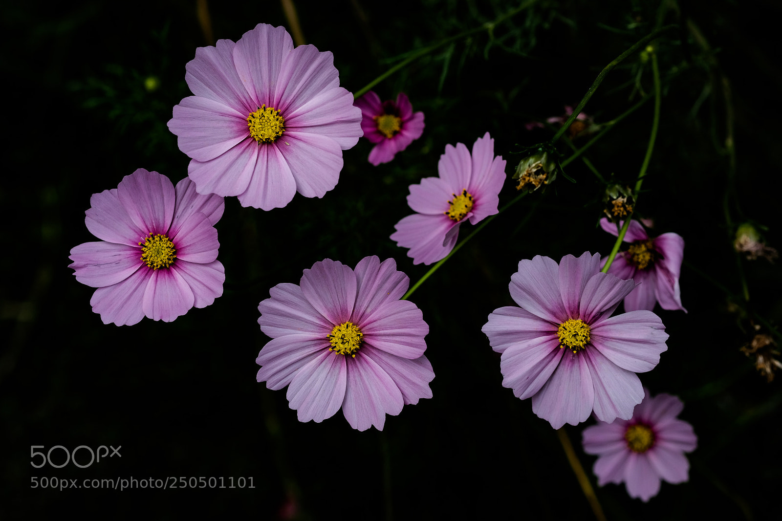 Fujifilm X-Pro2 sample photo. Cosmos photography