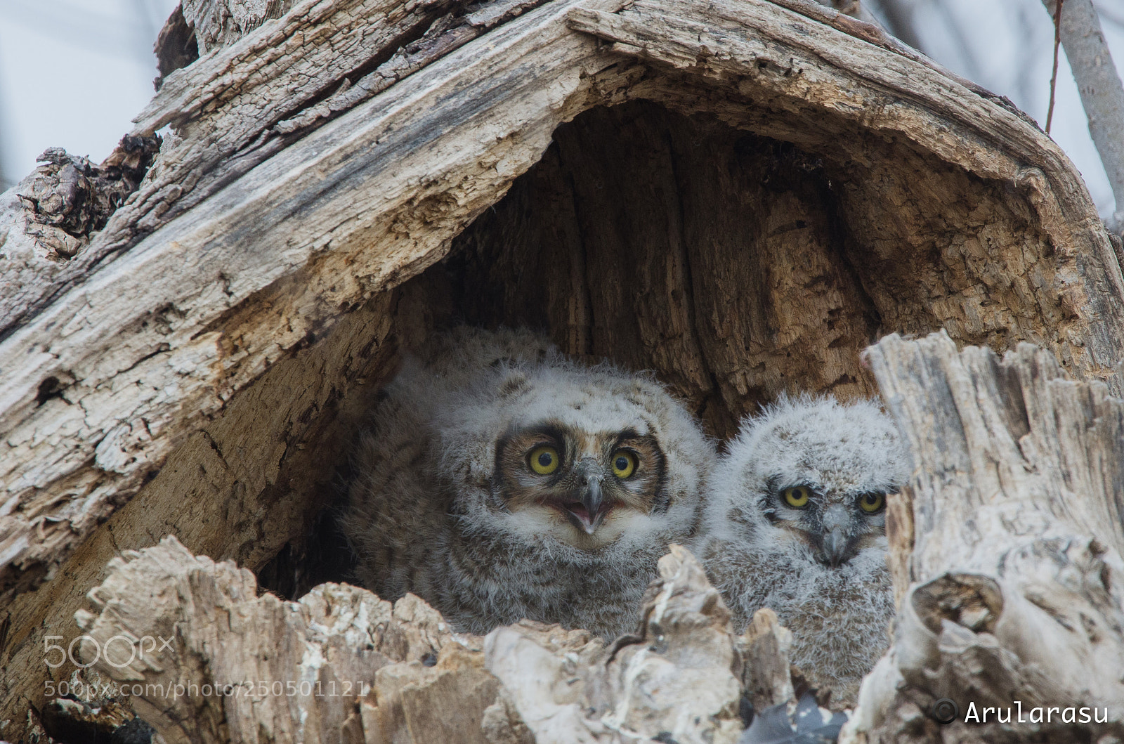 Nikon D7000 sample photo. Great horned owl chicks! photography