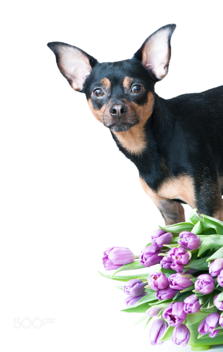Nikon D700 sample photo. Dog gretting photography