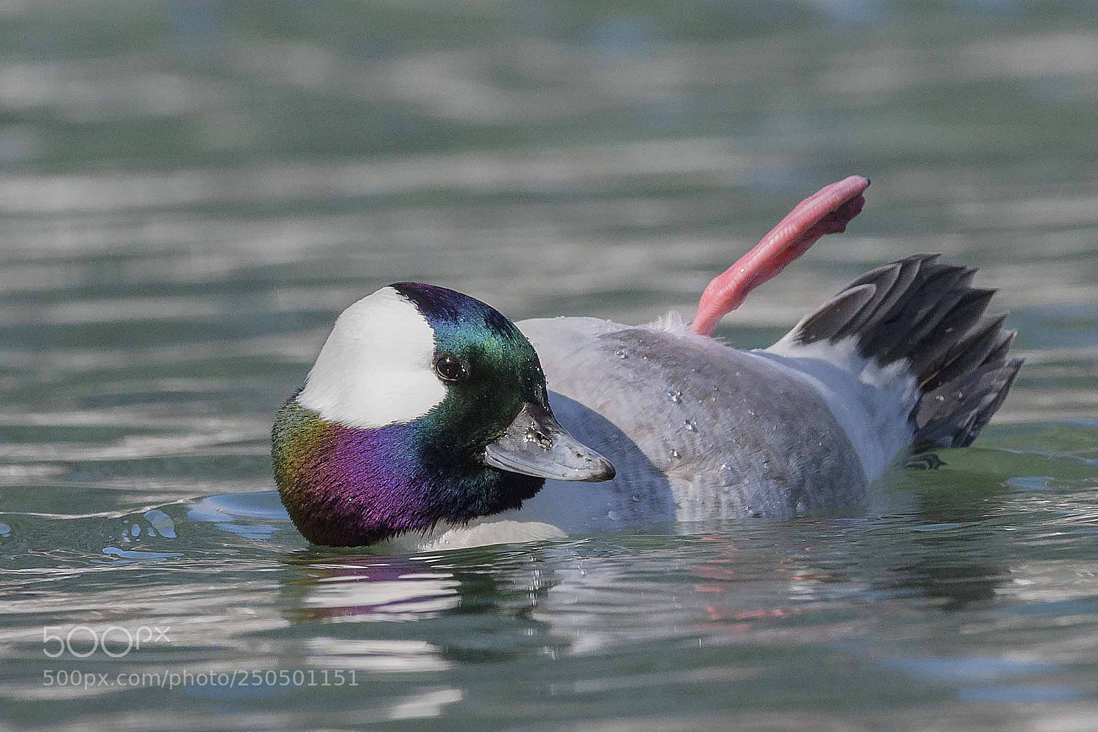 Nikon D850 sample photo. Bufflehead photography