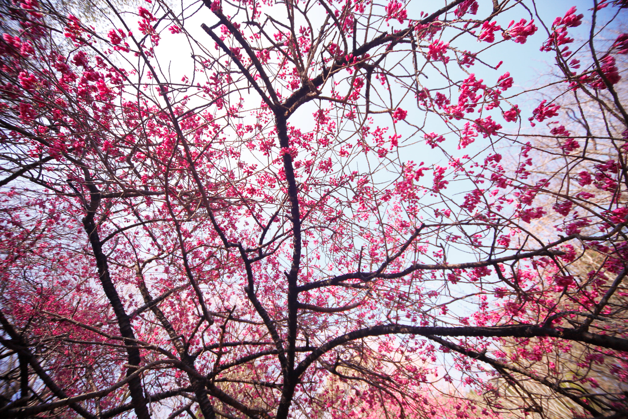 Canon EOS 5D Mark II sample photo. Prunus campanulata photography