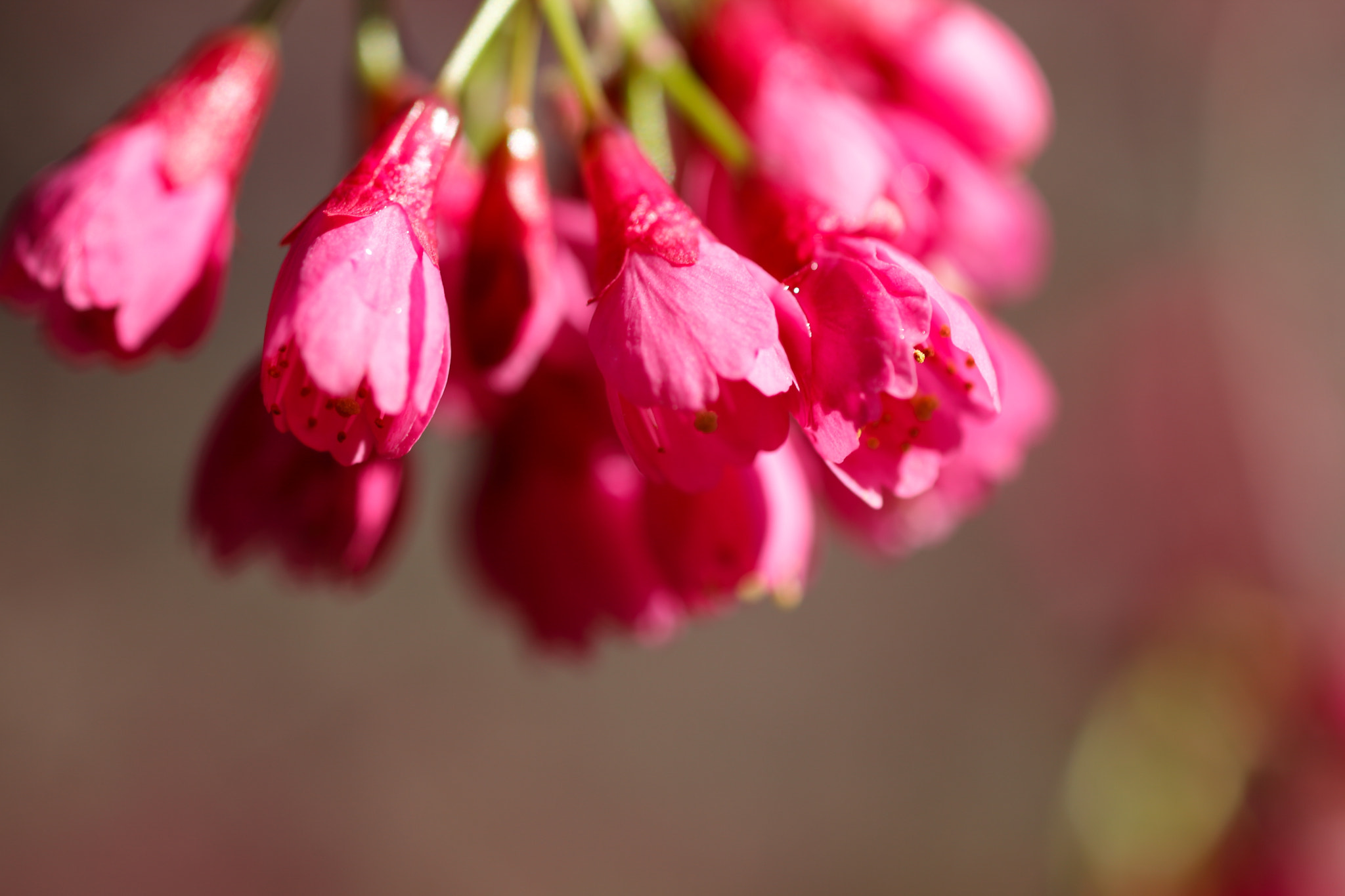 Canon EF 100mm F2.8 Macro USM sample photo. Prunus campanulata photography