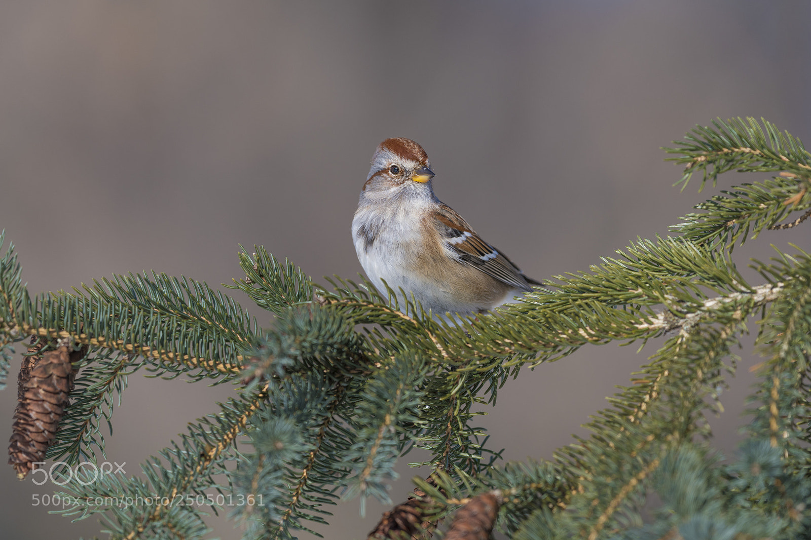 Nikon D850 sample photo. Tree sparrow photography
