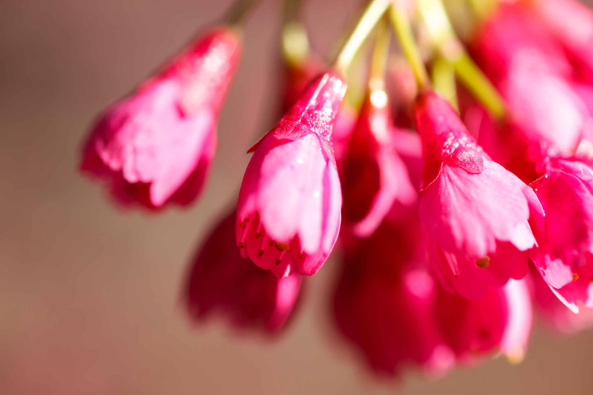 Canon EOS 5D Mark II sample photo. Prunus campanulata photography