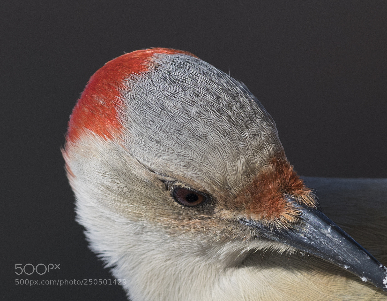 Nikon D850 sample photo. Woodpecker photography