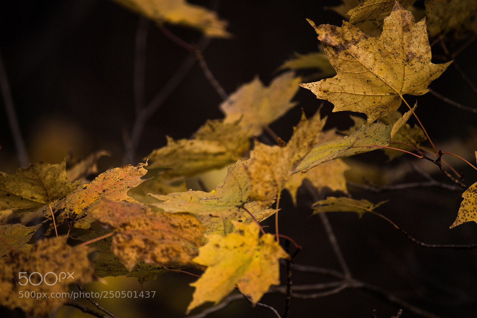 Canon EOS 700D (EOS Rebel T5i / EOS Kiss X7i) sample photo. Camo photography