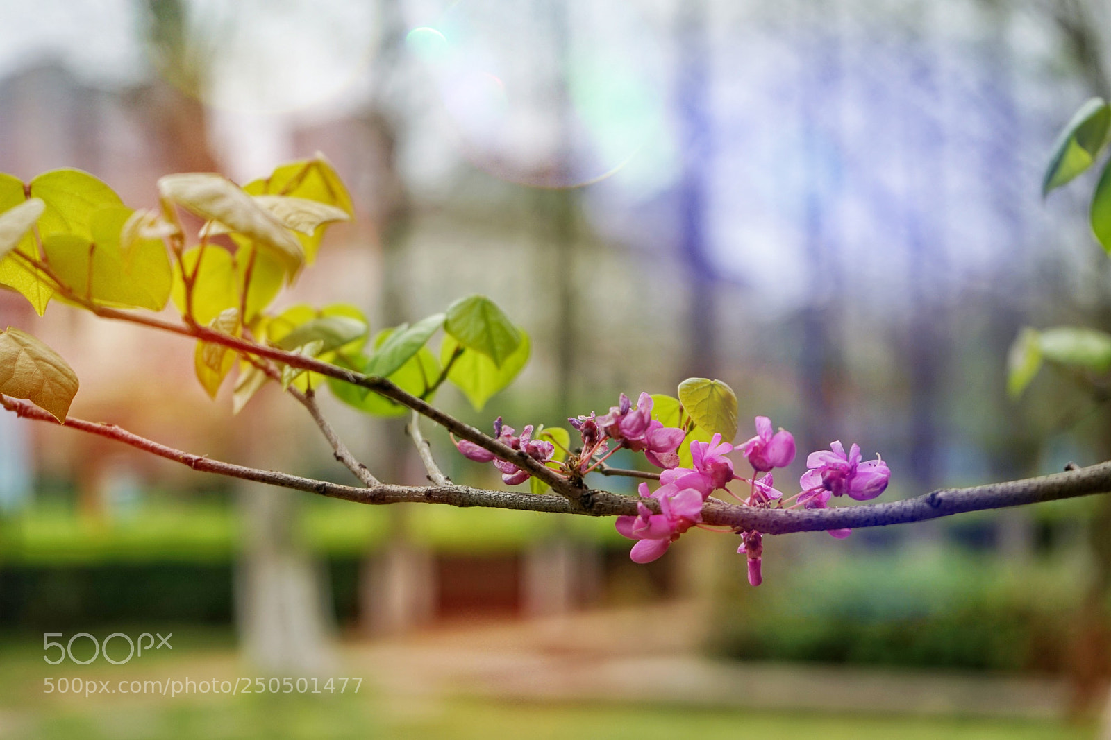 Sony a7 sample photo. Untitled photography