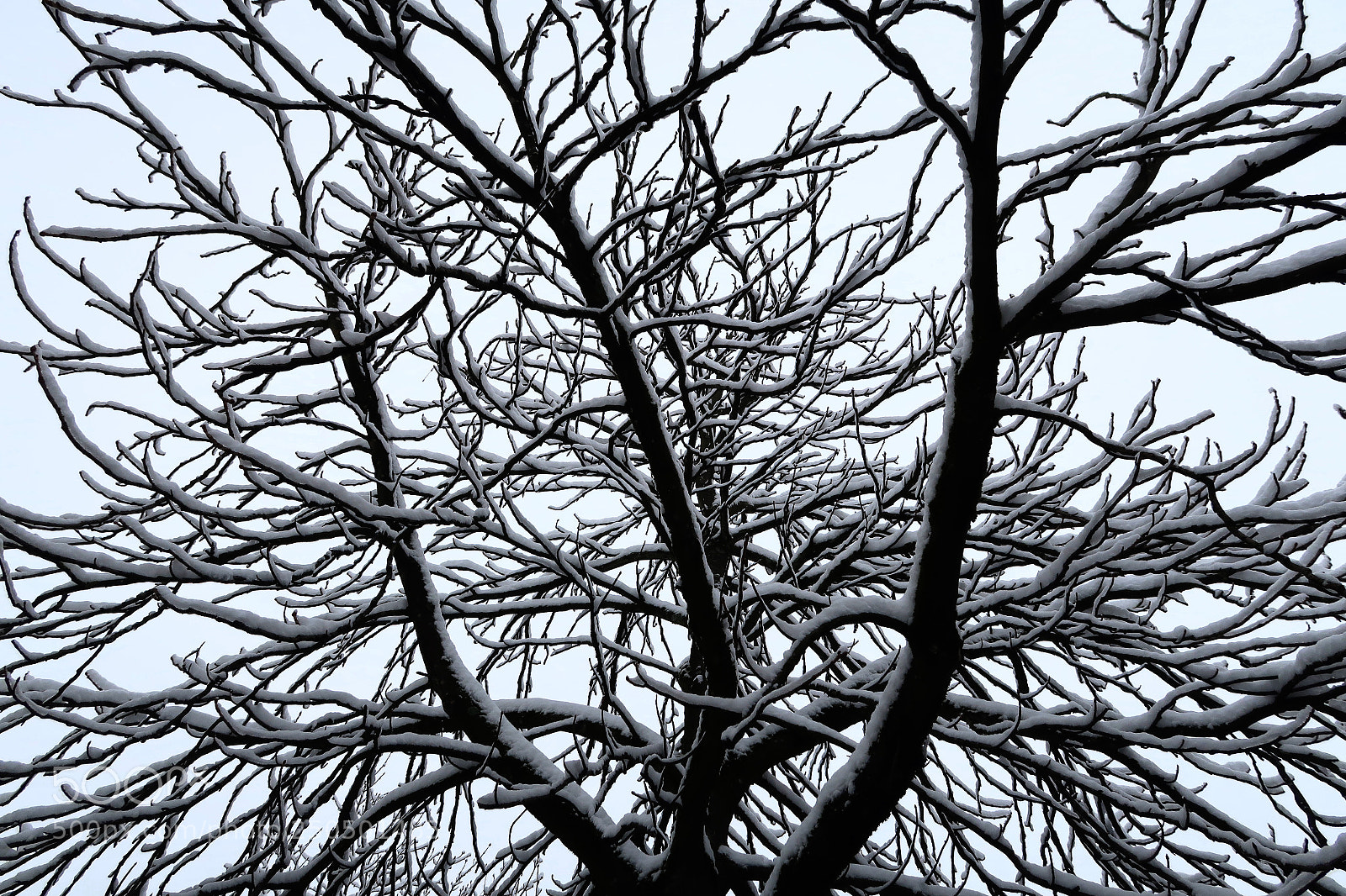 Canon PowerShot G7 X Mark II sample photo. Tree. photography