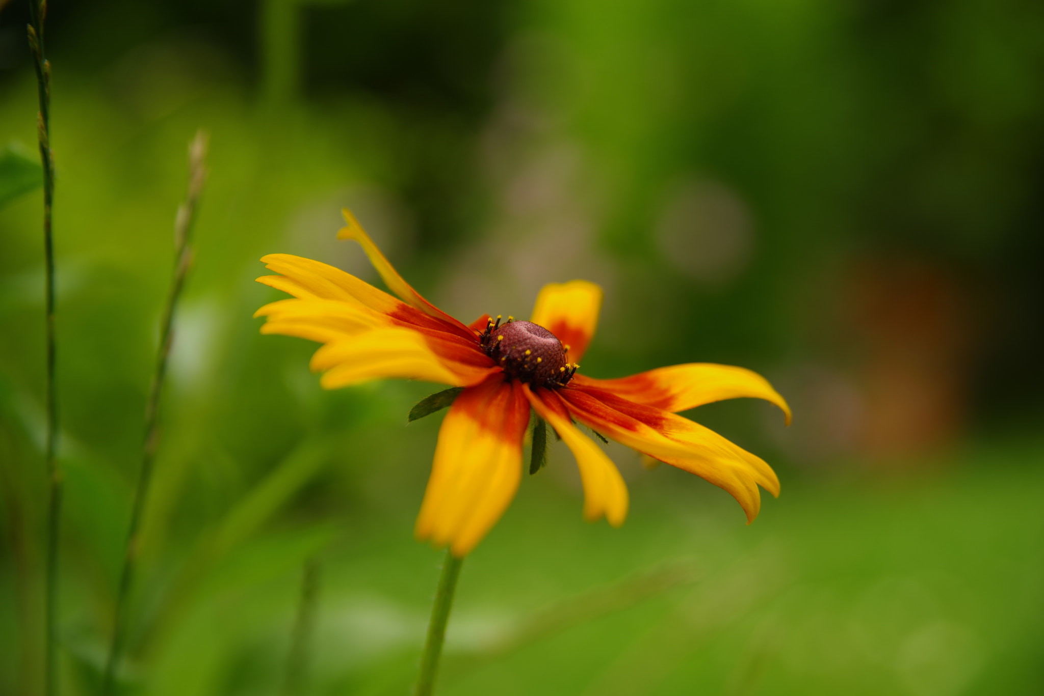 Pentax K-1 sample photo. Flower photography