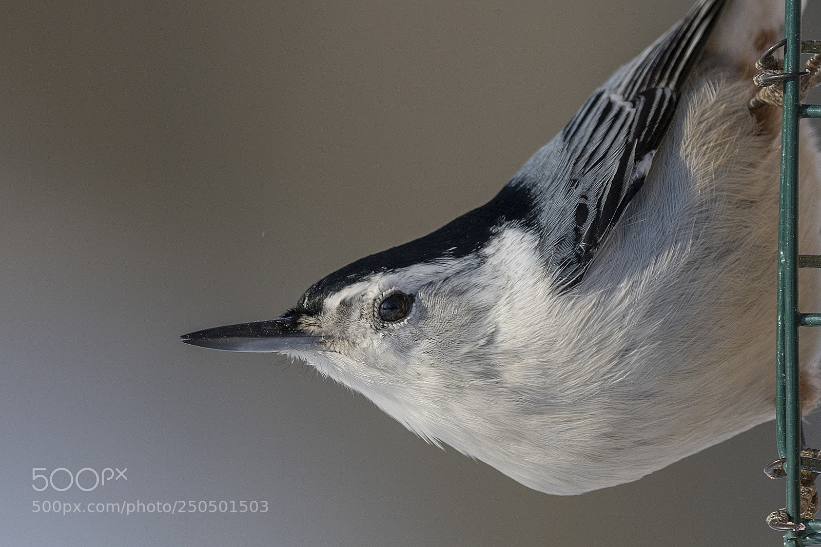 Nikon D850 sample photo. Nuthatch photography