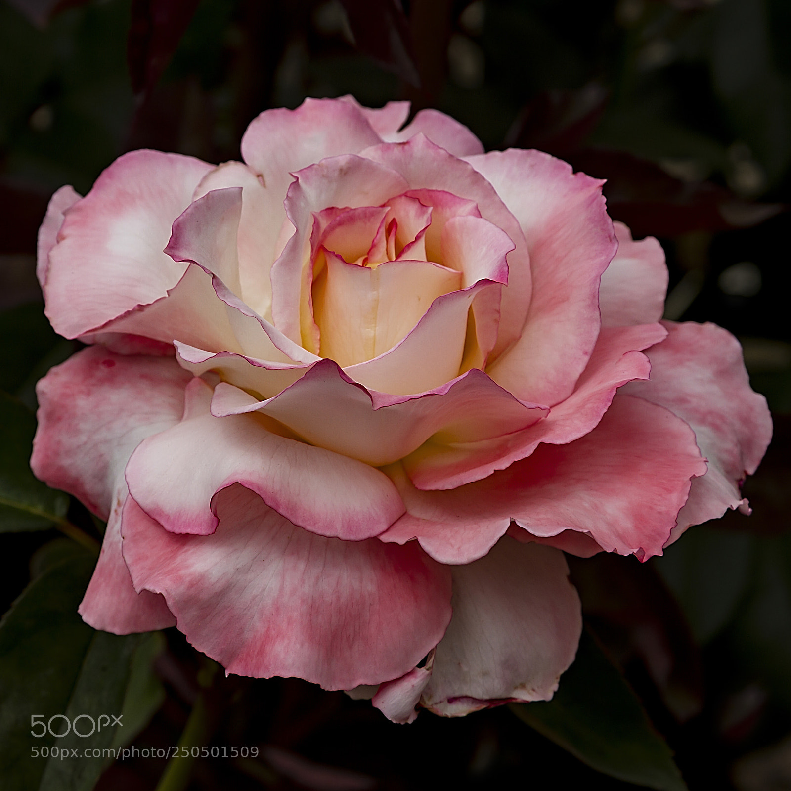 Canon EOS 7D sample photo. Secret photography