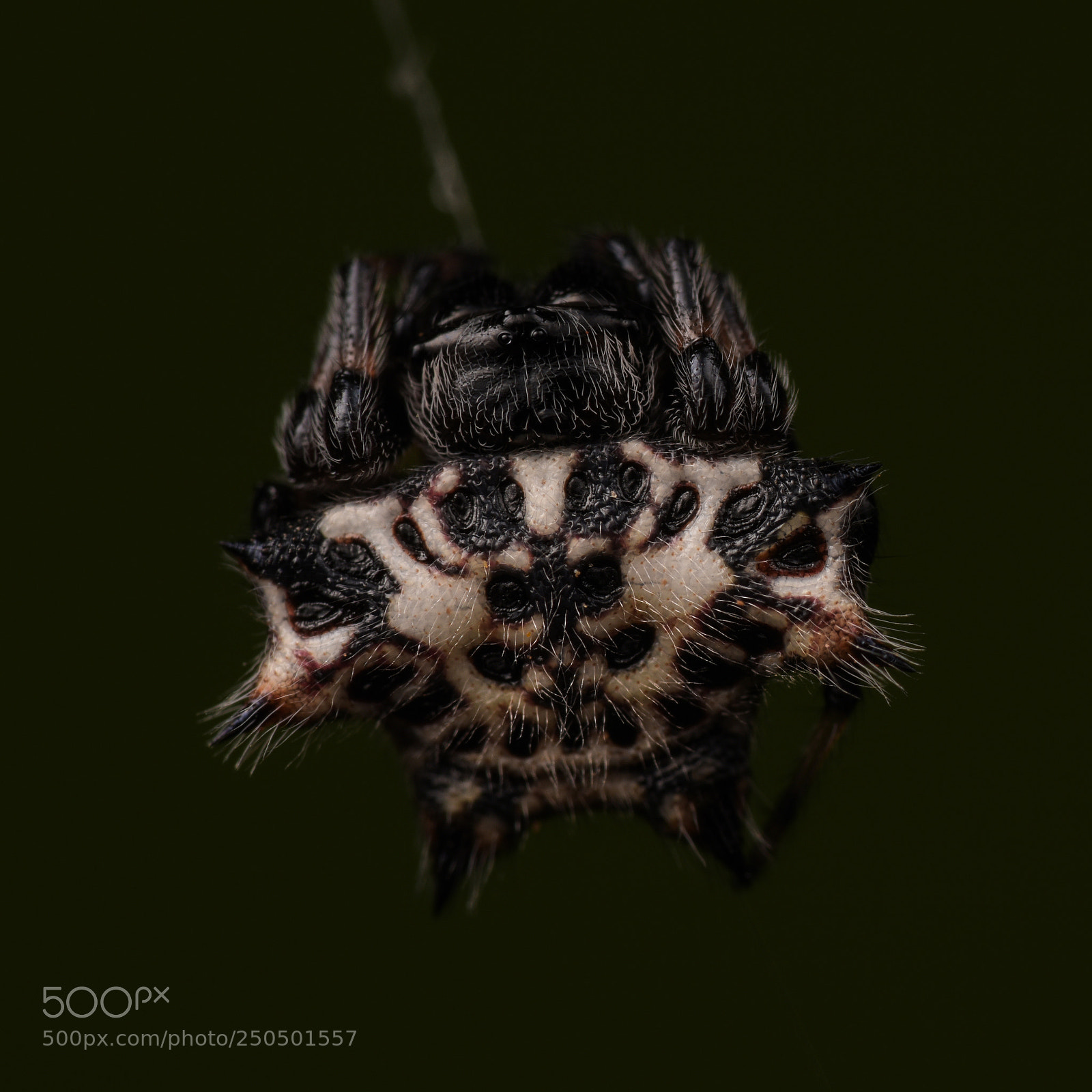 Nikon D810 sample photo. Gasteracantha cancriformis photography