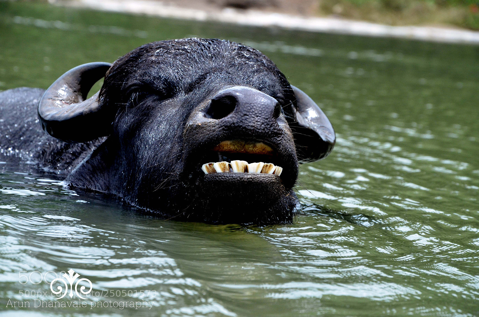 Nikon D7000 sample photo. Caption photography