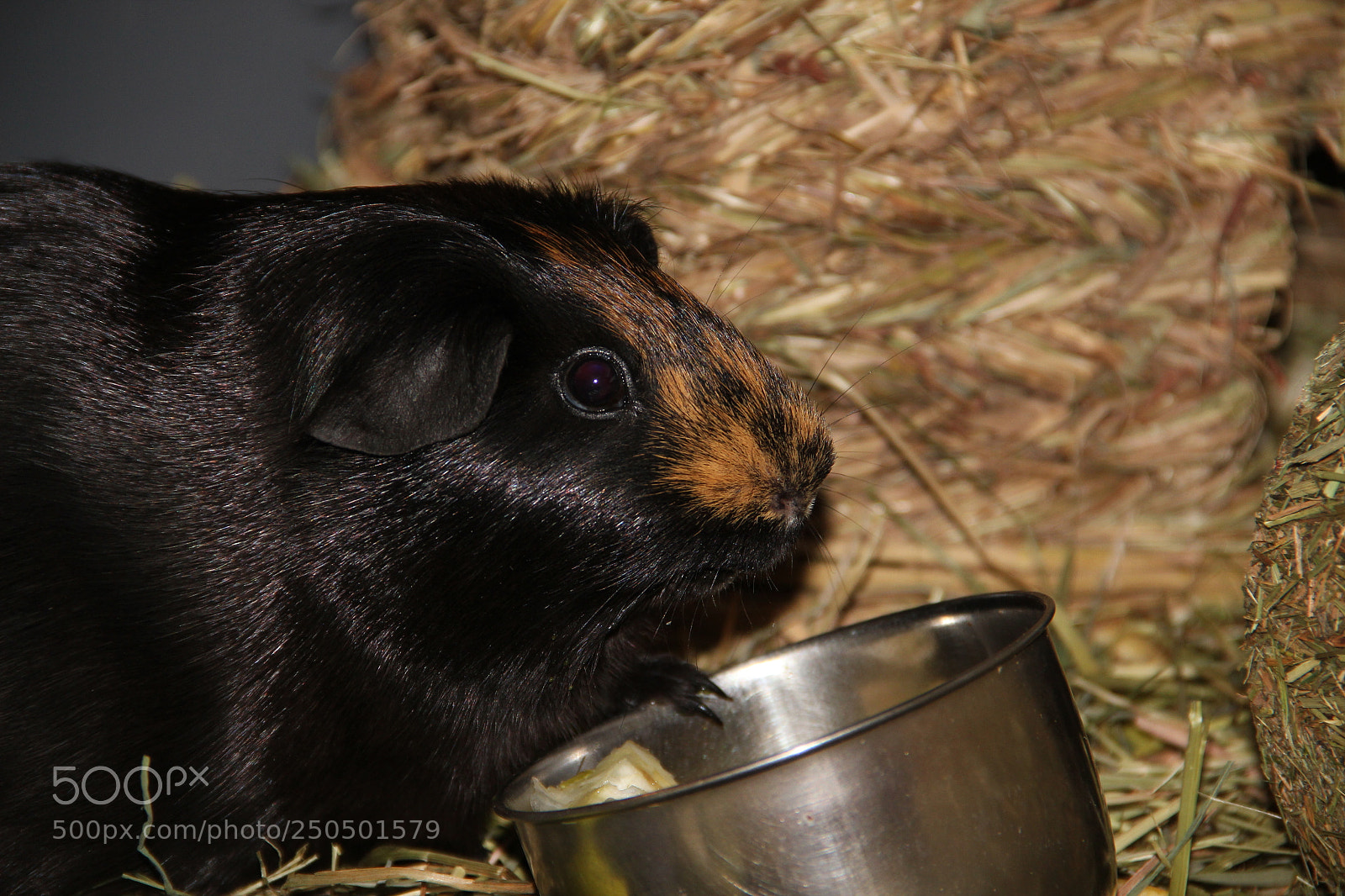 Canon EF-S 18-135mm F3.5-5.6 IS sample photo. Pet 7 photography