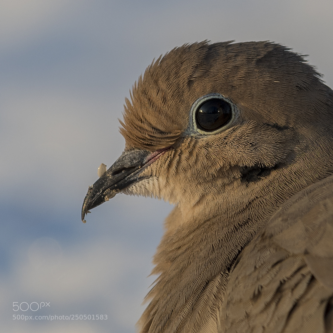 Nikon D850 sample photo. Mouring dove photography