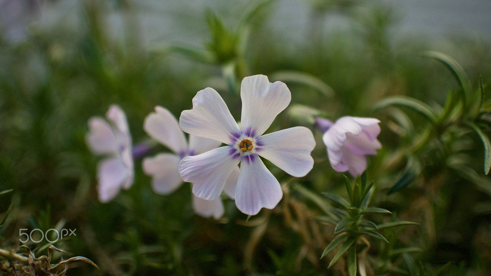 Nikon 1 J2 sample photo. Moss phlox photography