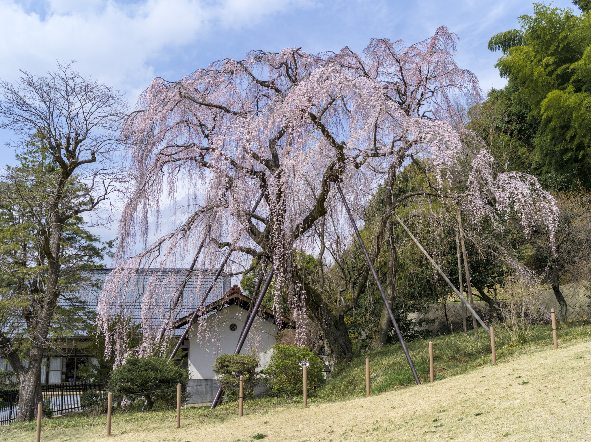 Pentax 645D sample photo. Sakura season photography