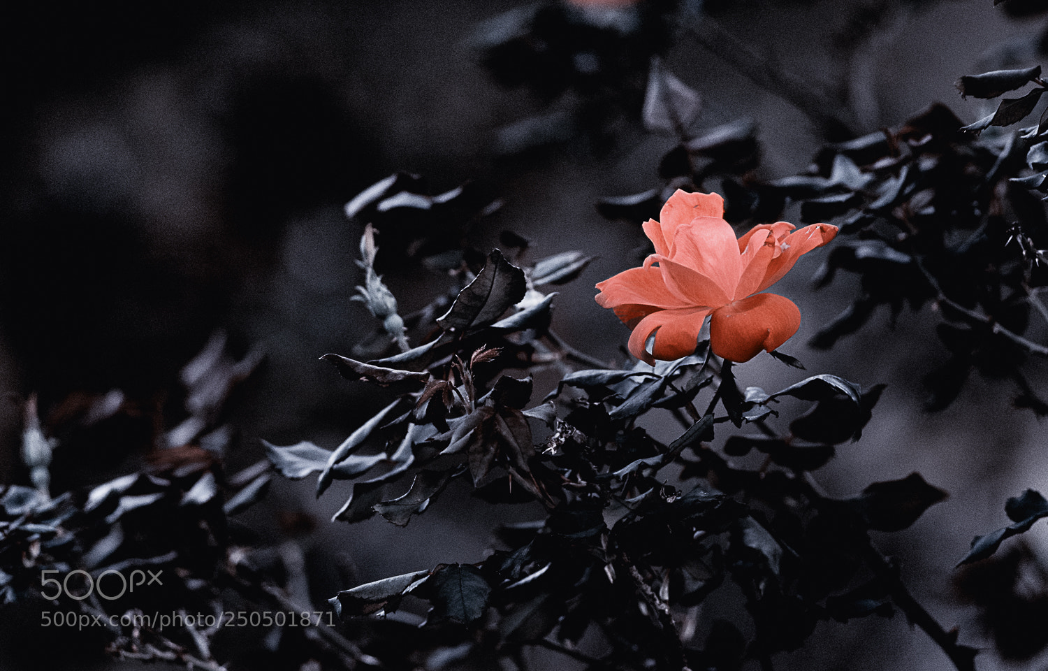 Nikon D850 sample photo. New beginnings photography