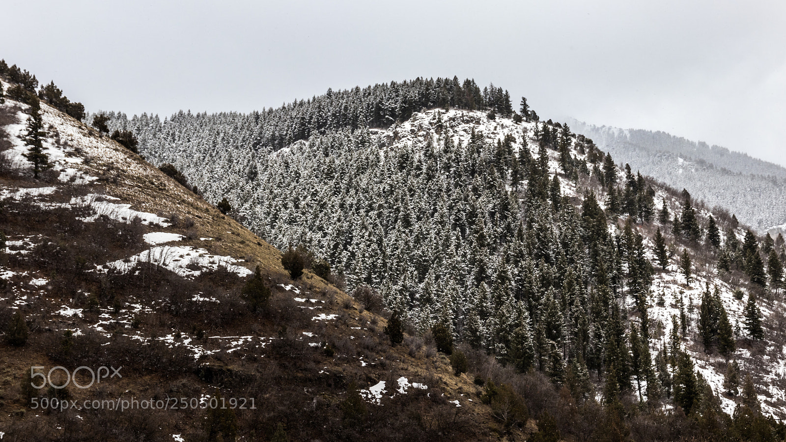 Canon EOS 80D sample photo. Fresh snow & pine trees photography