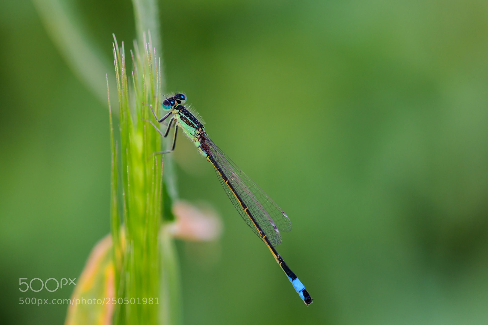 Nikon D810 sample photo. Yusufcuk-dragonfly photography