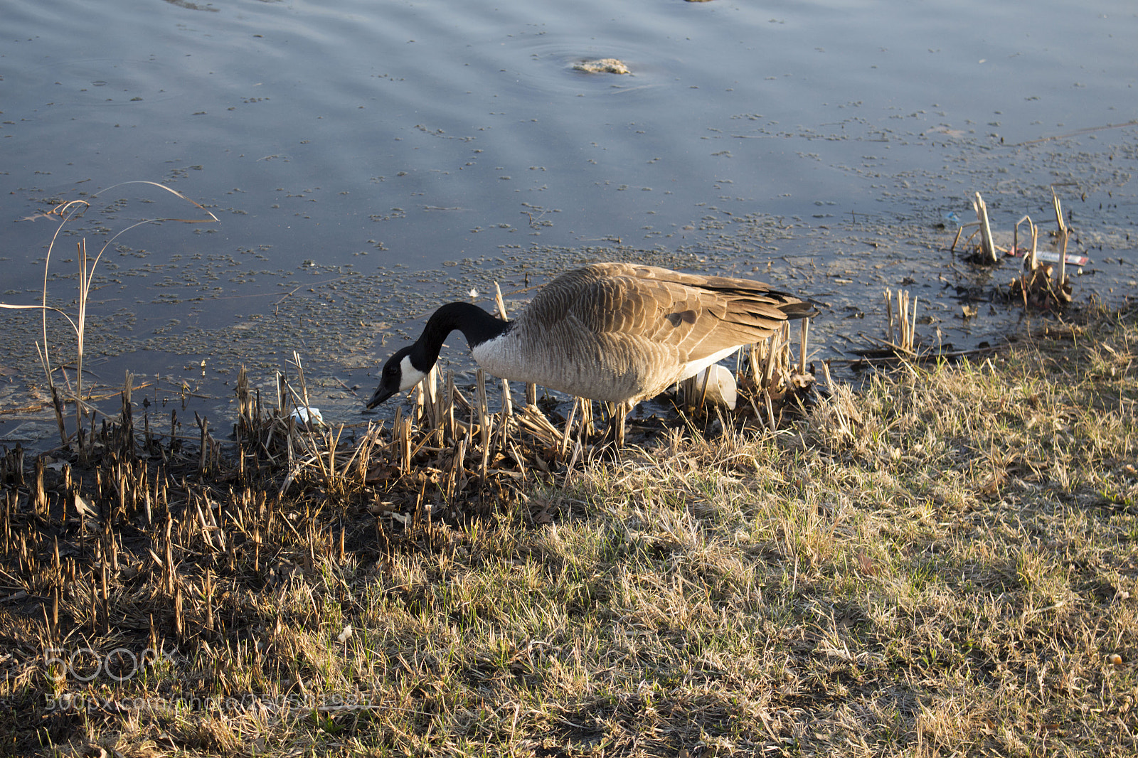 Canon EOS 700D (EOS Rebel T5i / EOS Kiss X7i) sample photo. Geese photography