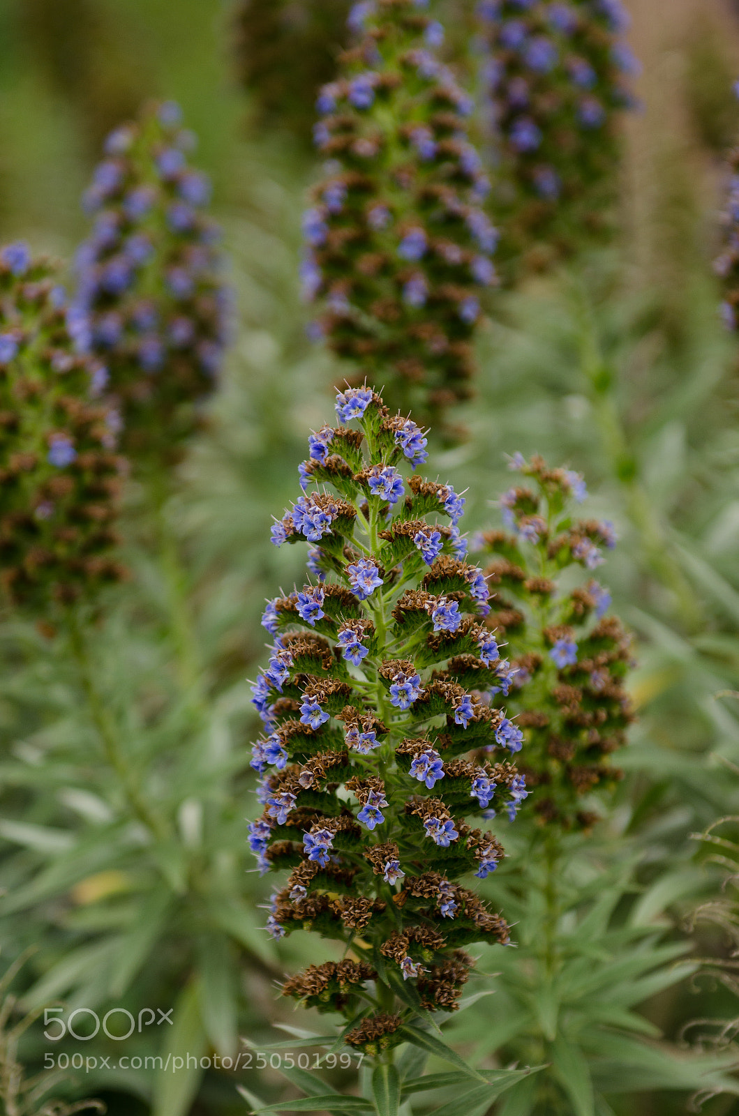 Nikon D5100 sample photo. Purple flowers in the photography
