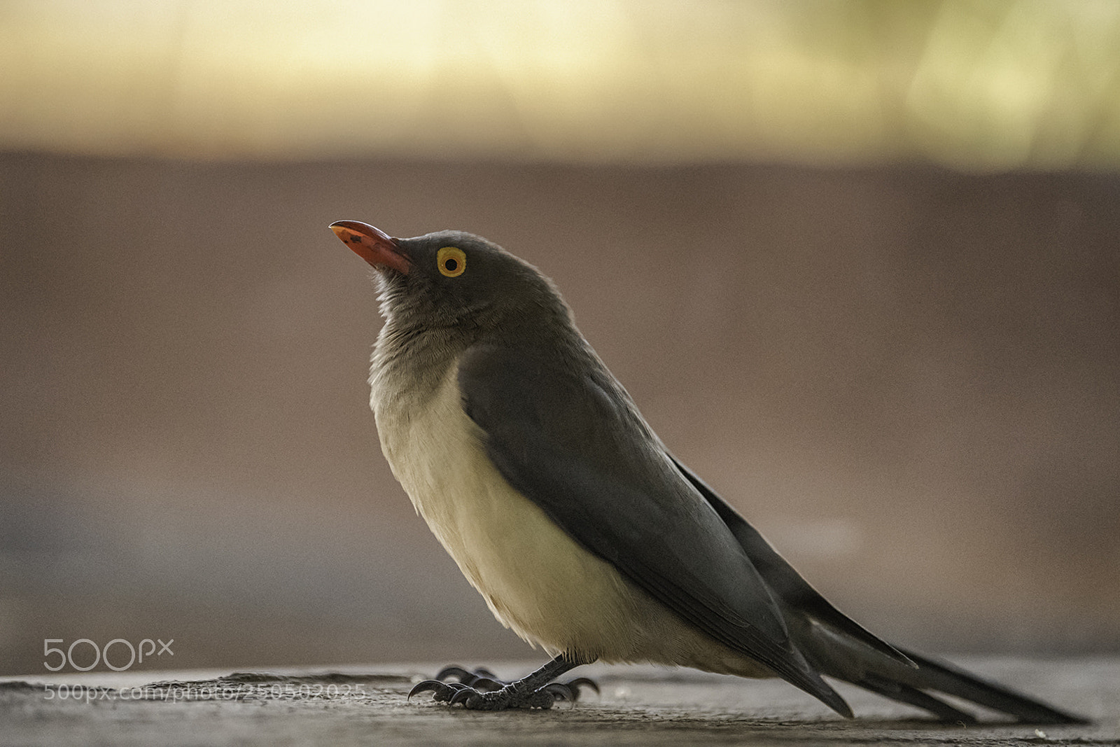 Nikon D5 sample photo. Blood bird photography