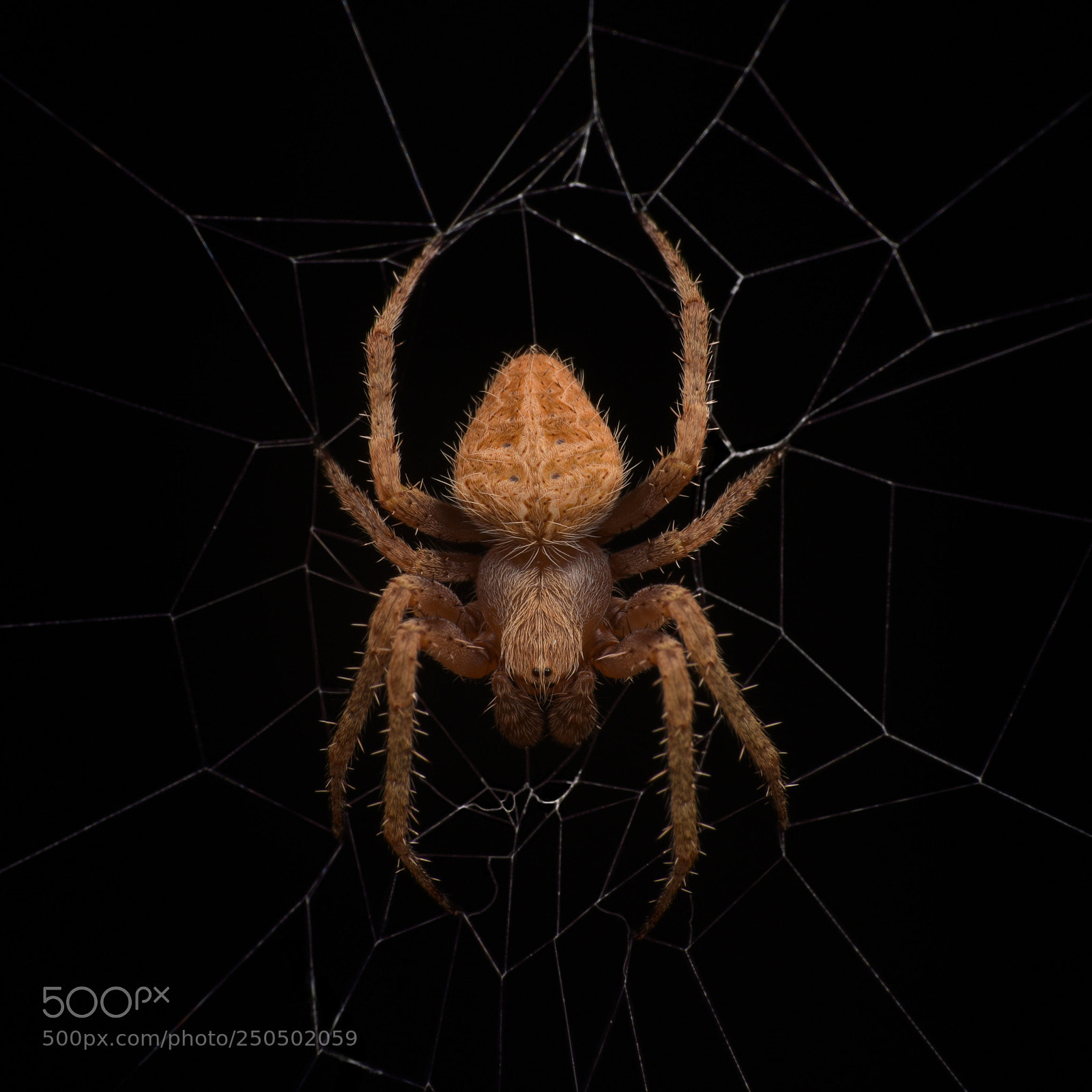 Nikon D810 sample photo. Spider photography