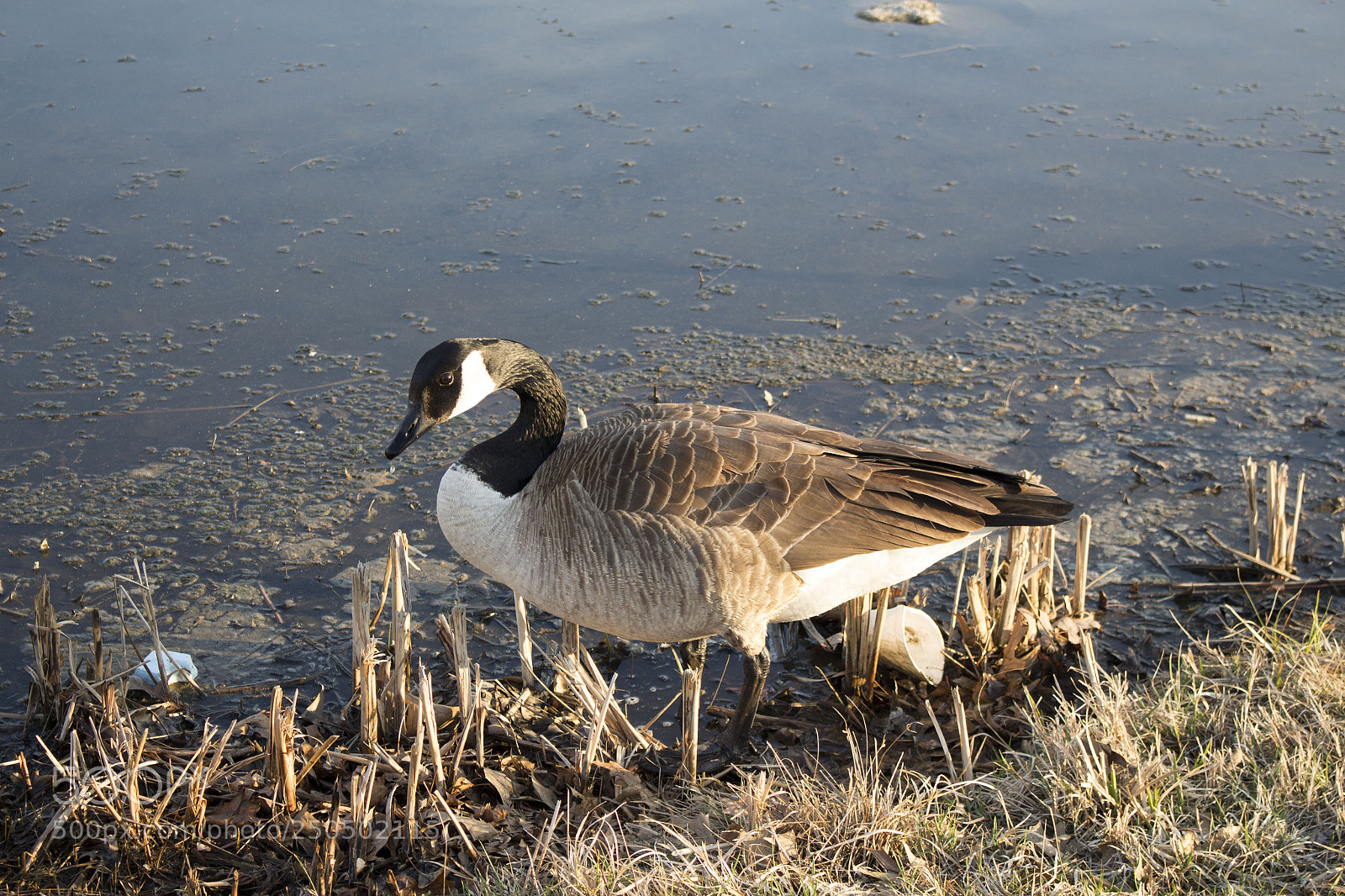 Canon EOS 700D (EOS Rebel T5i / EOS Kiss X7i) sample photo. Geese photography