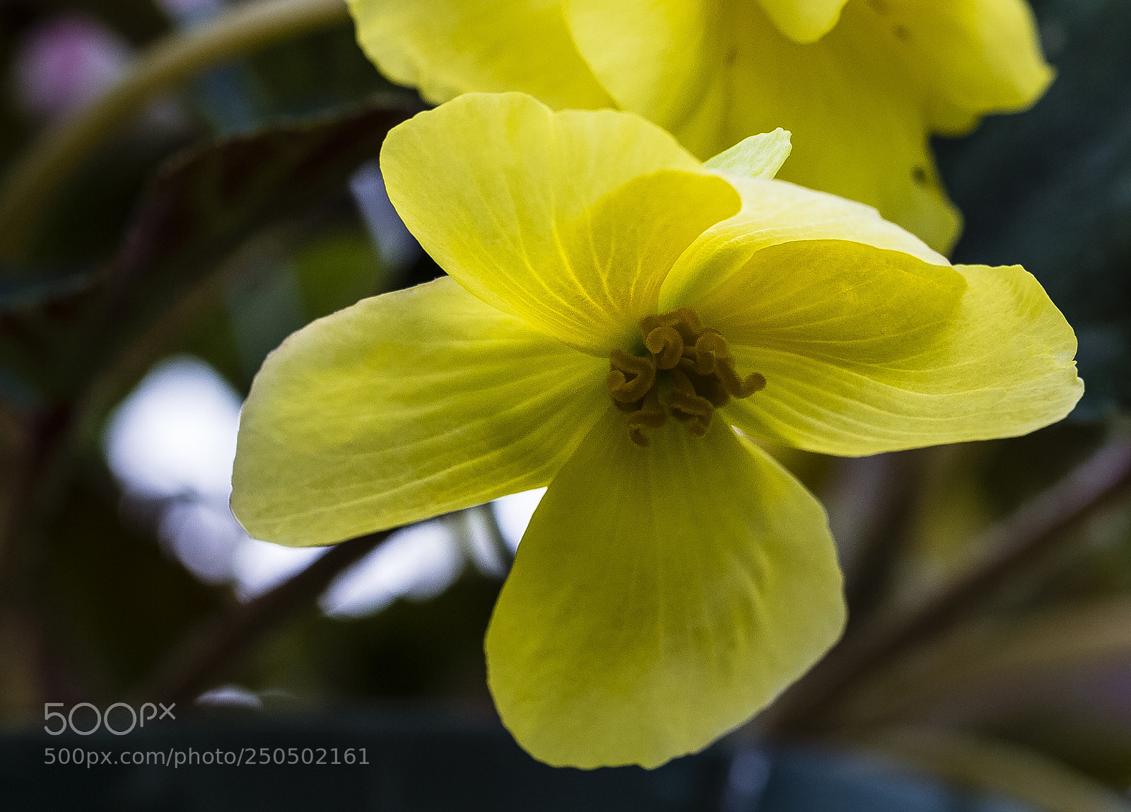 Canon EOS 60D sample photo. Begonia 'gold cascade' photography