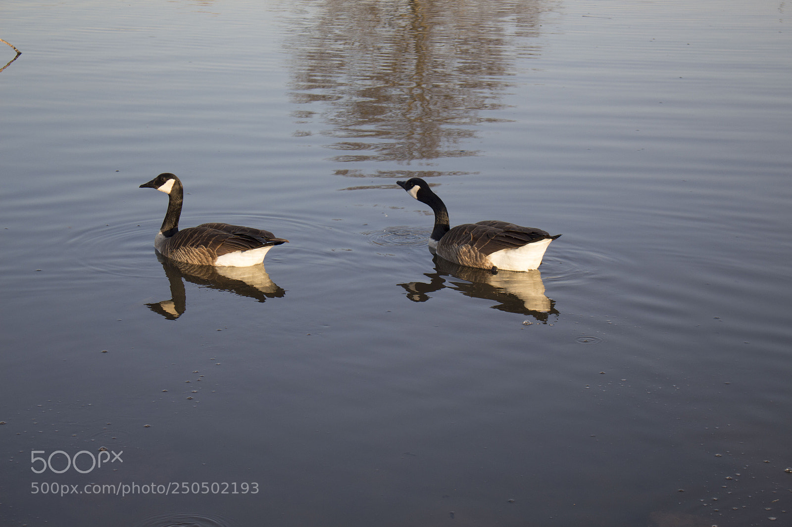 Canon EOS 700D (EOS Rebel T5i / EOS Kiss X7i) sample photo. Geese photography