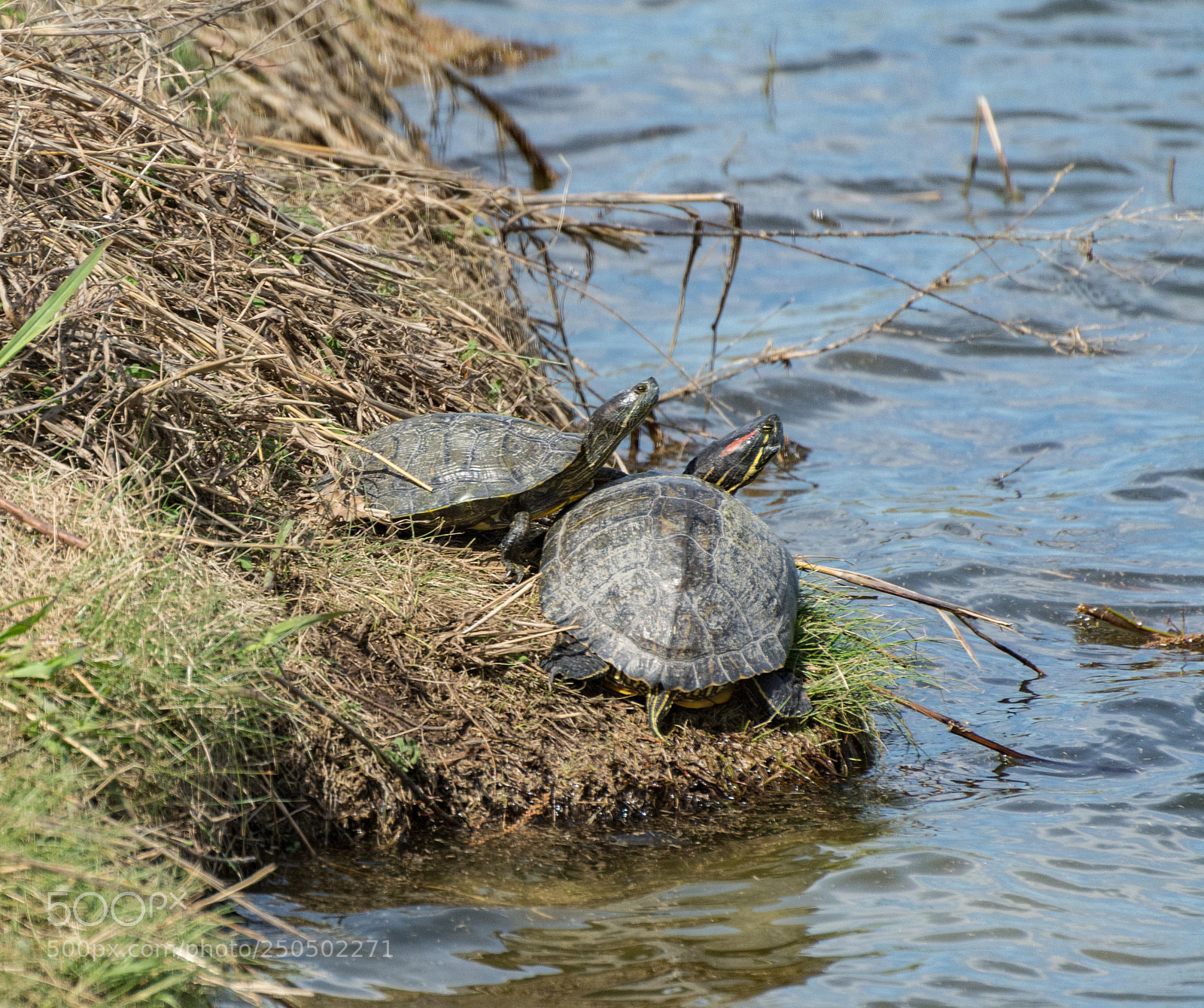 Nikon D7100 sample photo. Sliders sunning on the photography