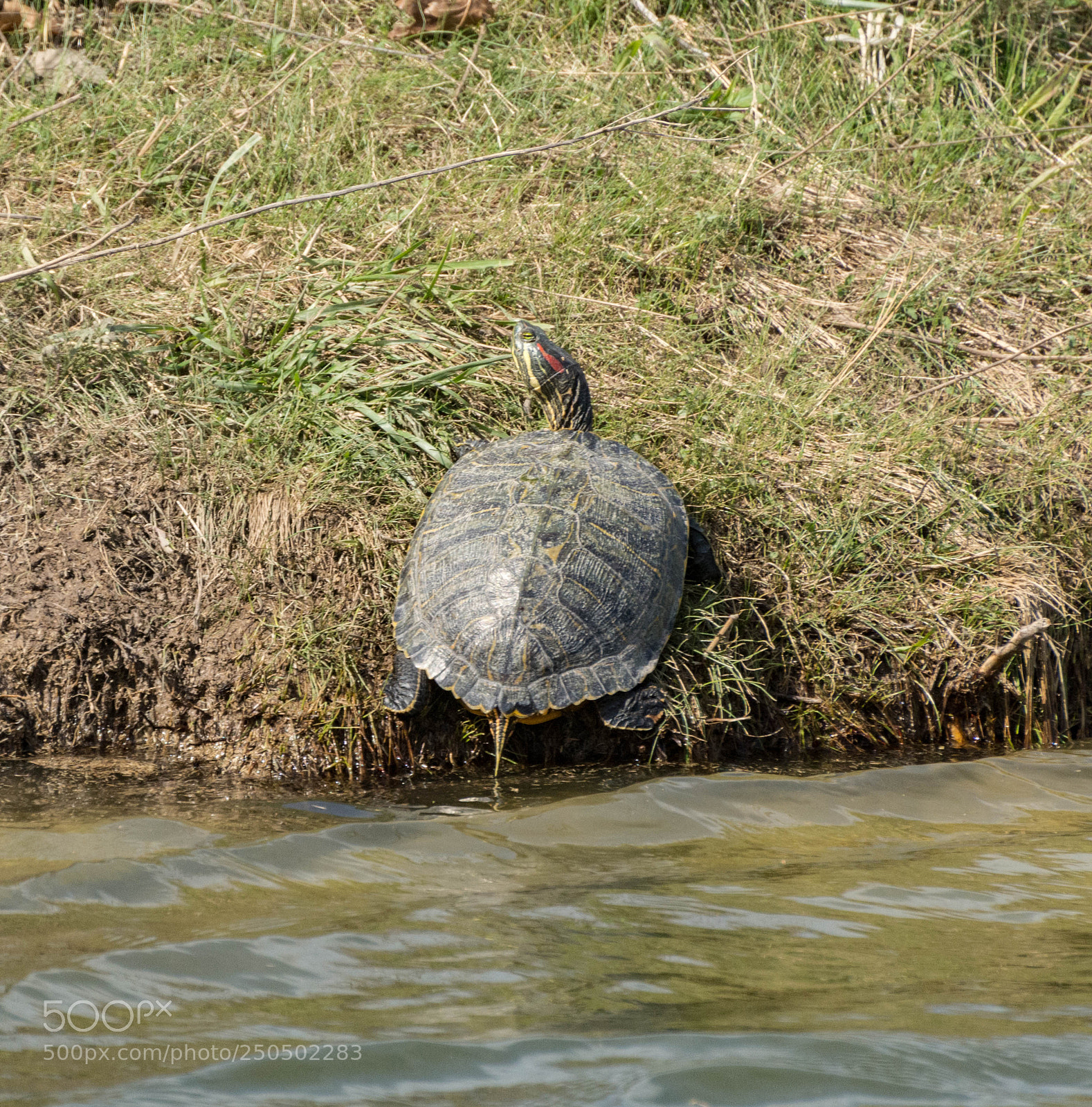 Nikon D7100 sample photo. Red-eared slider climbing out photography