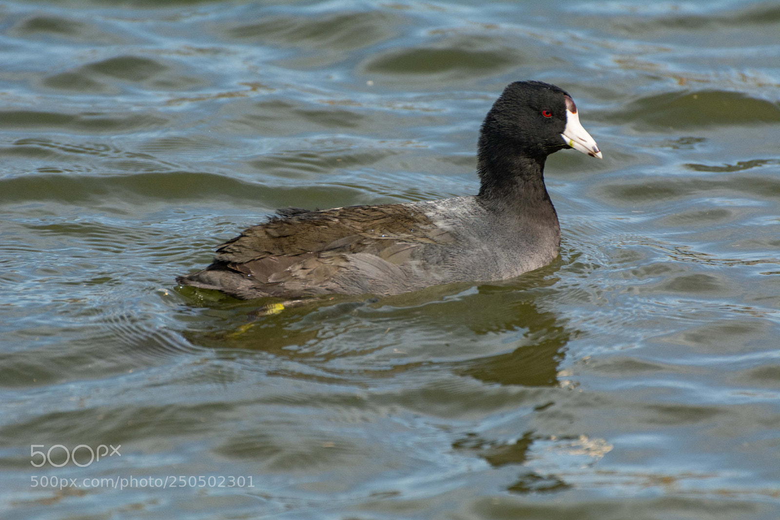 Nikon D7100 sample photo. American coot on the photography