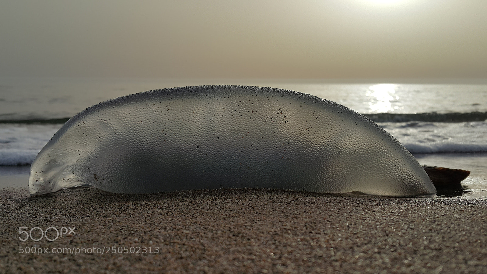 Samsung Galaxy Note4 sample photo. Jellyfish photography