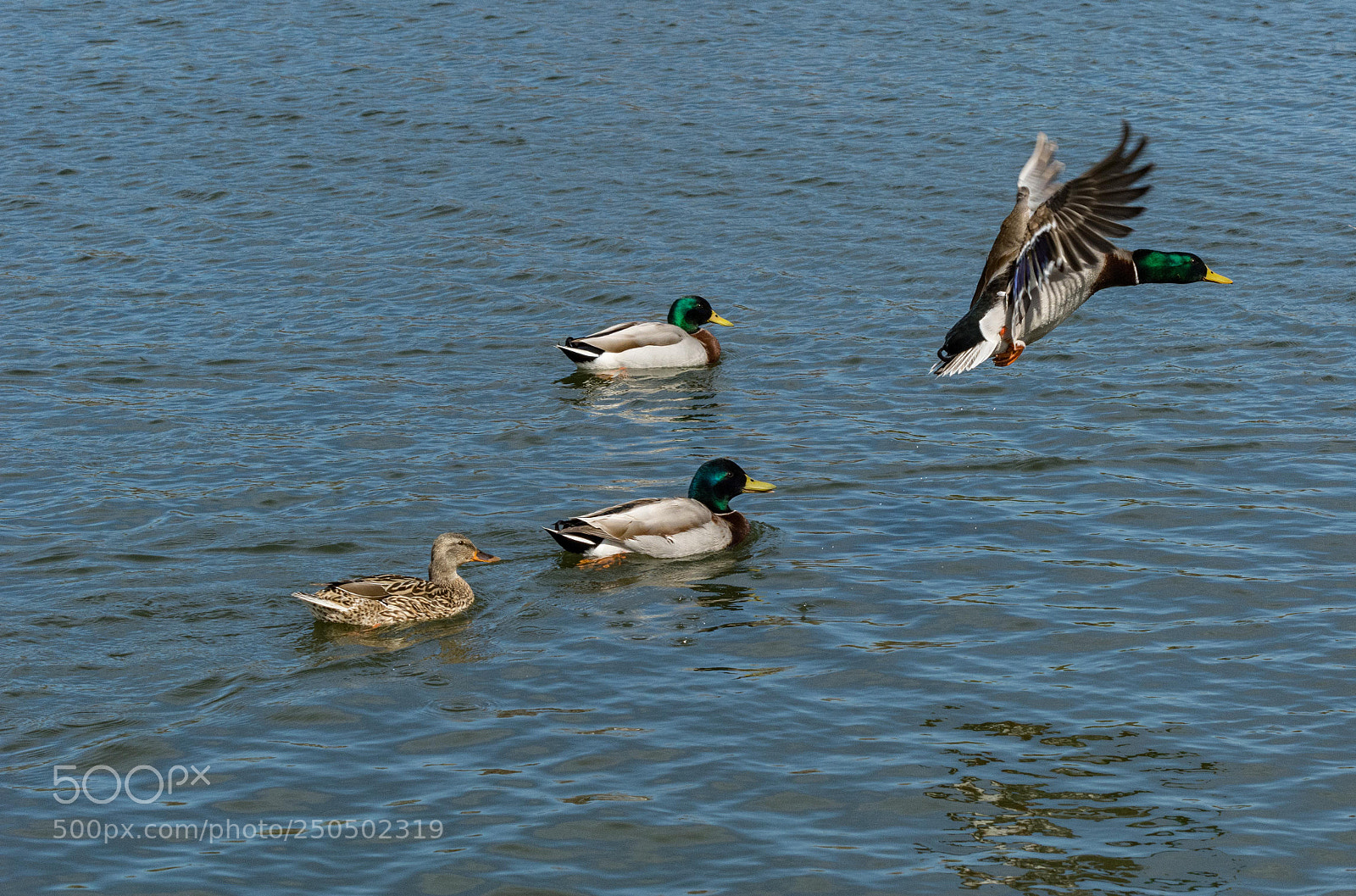 Nikon D7100 sample photo. Coming in for a photography