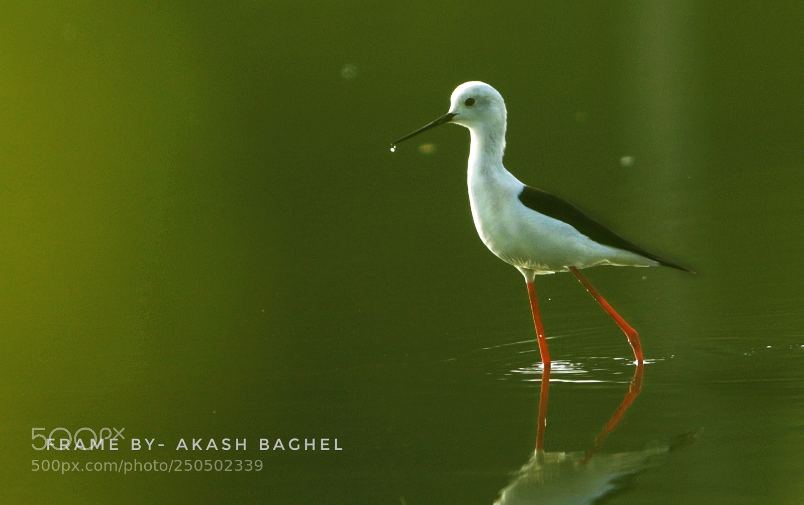 Canon EOS 6D Mark II sample photo. Black-winged stilt photography