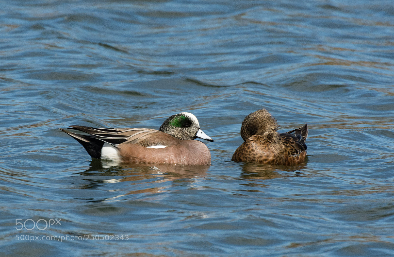 Nikon D7100 sample photo. American wigeon photography