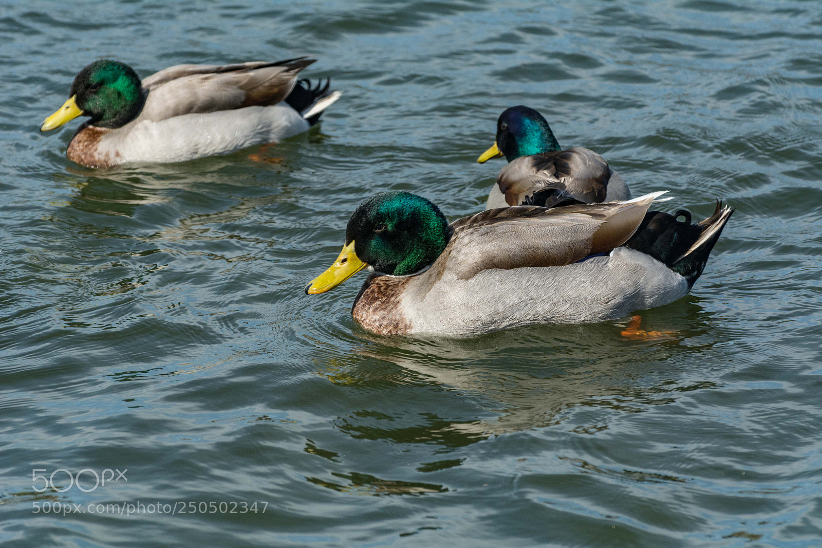 Nikon D7100 sample photo. Mallards on the pond photography