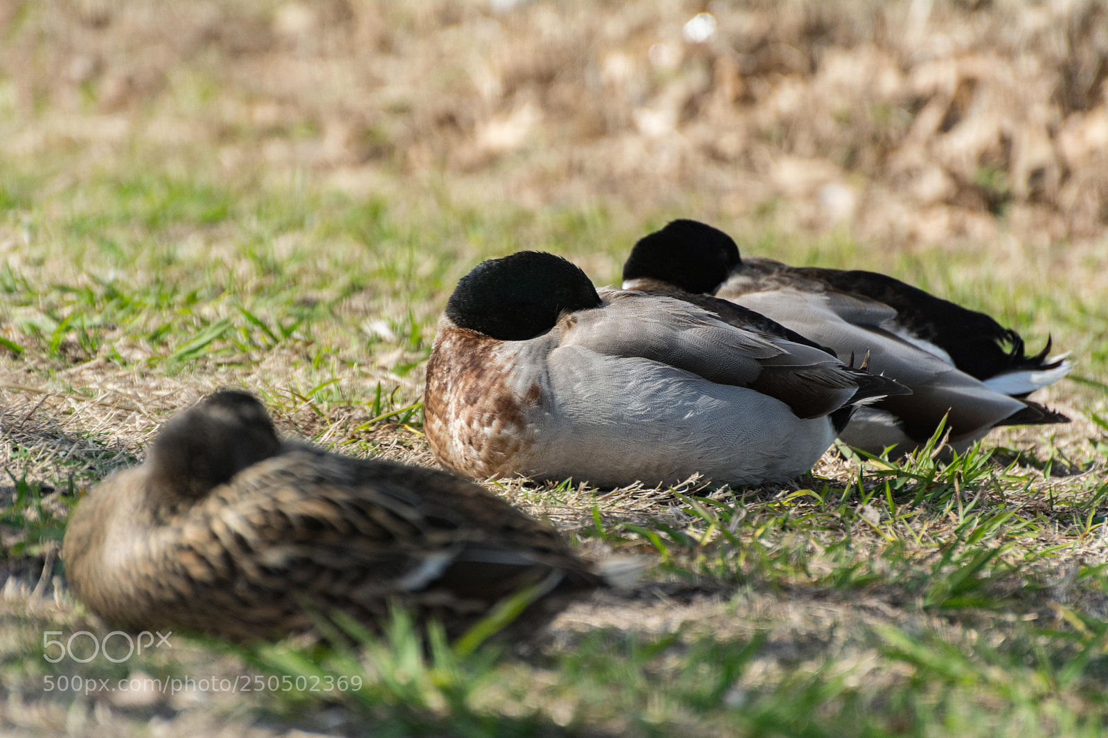 Nikon D7100 sample photo. Mallard nap time photography