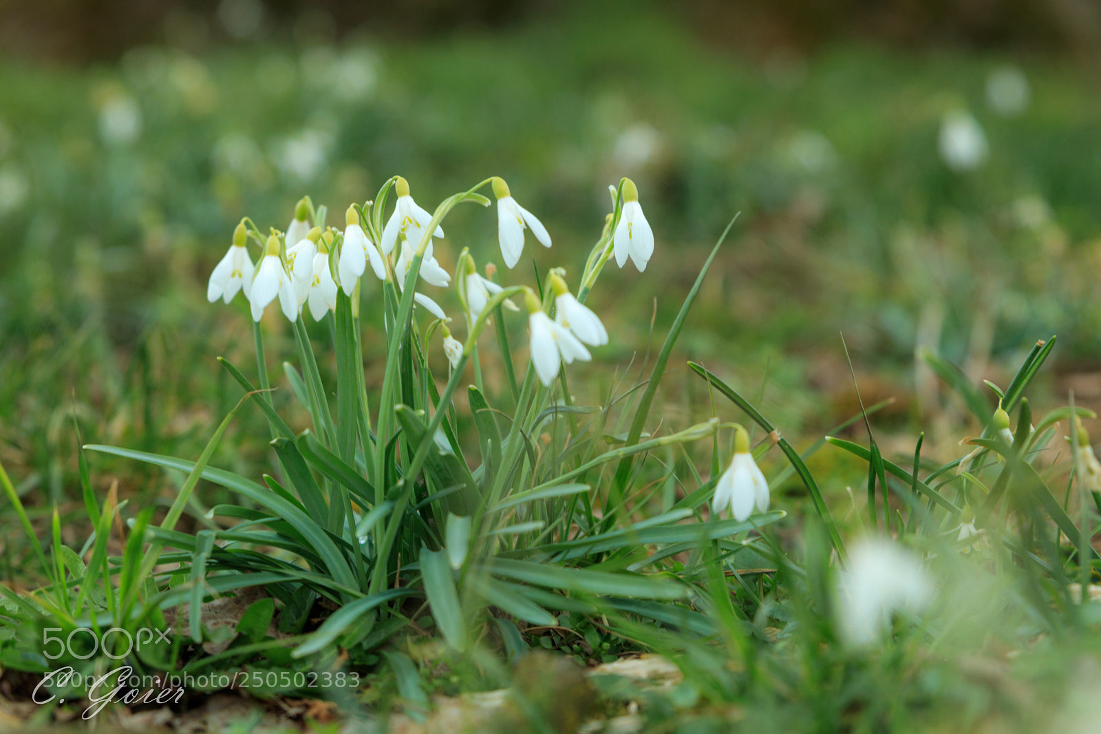 Canon EOS 77D (EOS 9000D / EOS 770D) sample photo. A lot of snowdrops photography