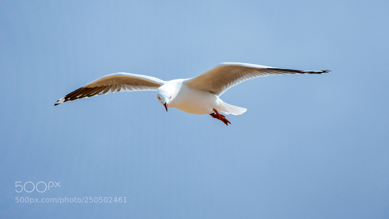 Nikon D3300 sample photo. Seabird photography