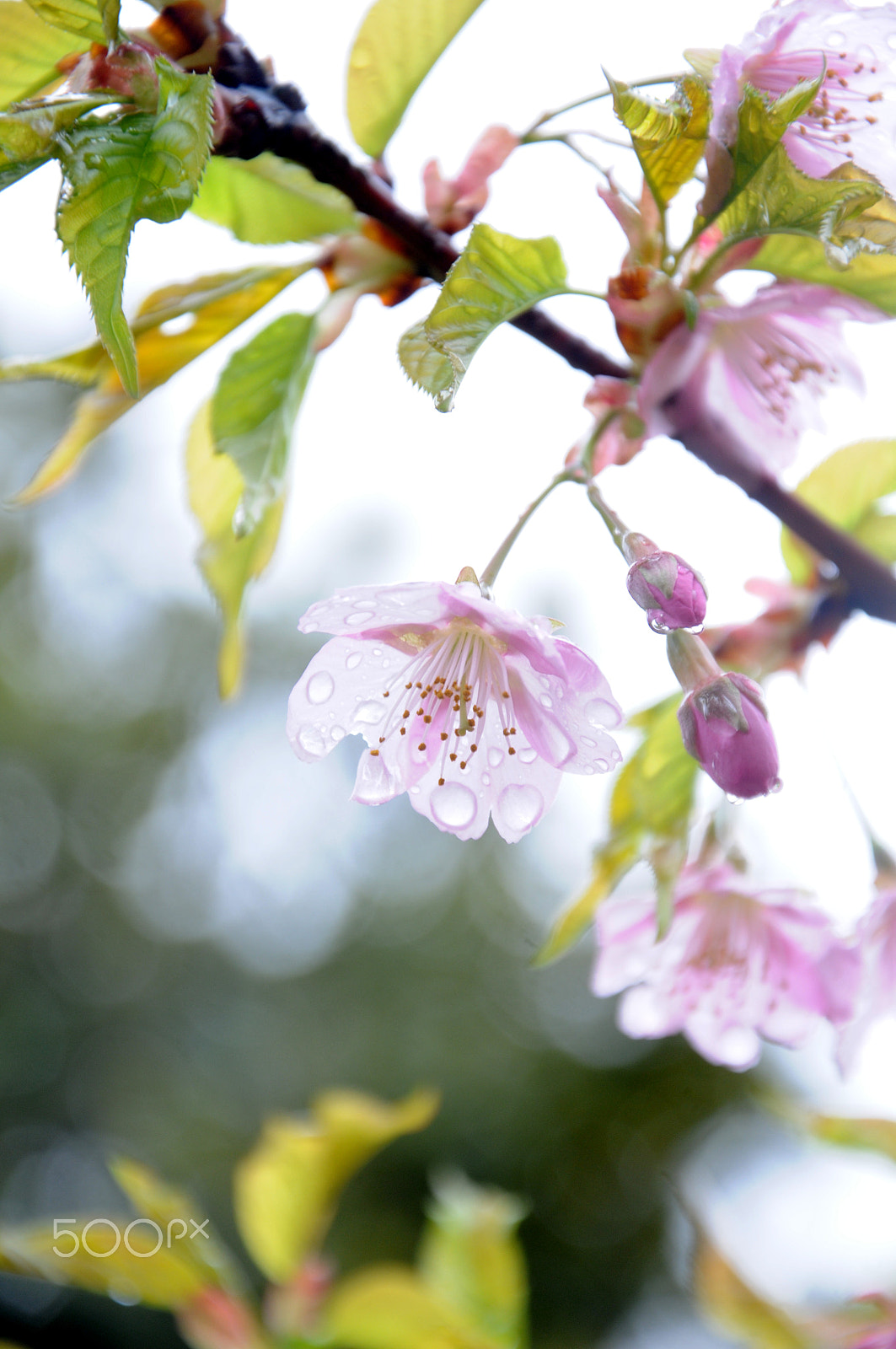 Nikon D300S sample photo. 雨の後の桜 photography